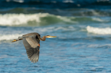 Fototapeta na wymiar Blue Heron Flies in Front of Blue Water