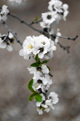 Almond gardens, Almond orchard in bloom, Judea plains Israel