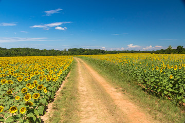 sunflower field bright yellow