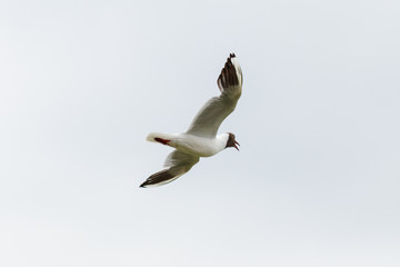 Lachmöwe