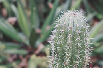 Background with big cactus growing in the botany garden. Desert plant, selective focus