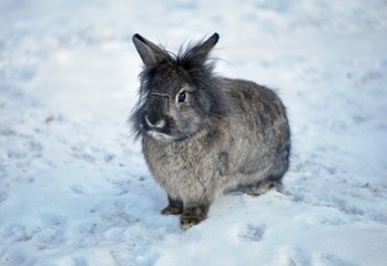 Rabbit in the snow