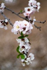 Almond gardens, Almond orchard in bloom, Judea plains Israel