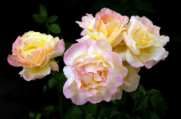 Roses after rain
