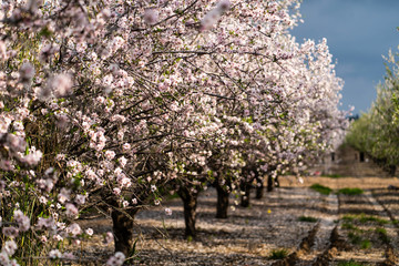 Almond gardens, Almond orchard in bloom, Judea plains Israel