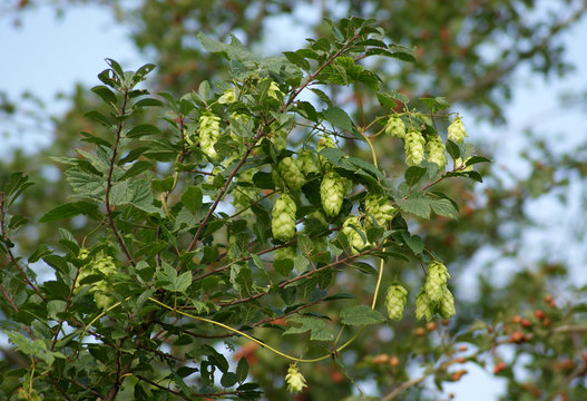 Common Hop plant (Humulus lupulus)