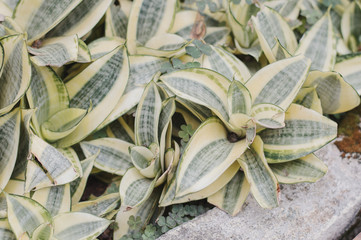 Evergreen plant growing in the park or botanical garden