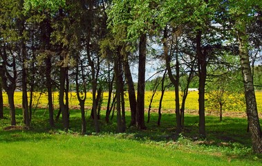 Yellow field behind the trees