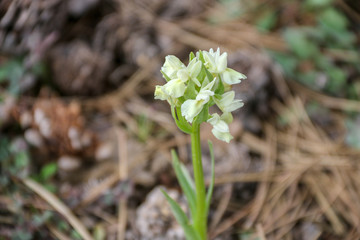 white flower