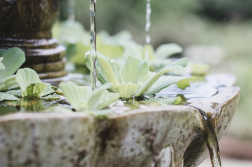Small fountain with small plants in a garden. Relax concept - obrazy, fototapety, plakaty