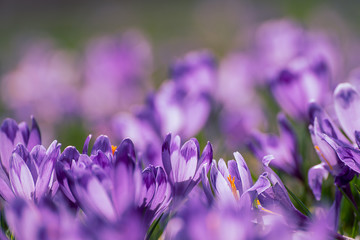 Spring crocus flowers