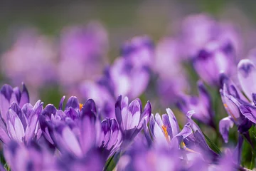 Fotobehang Krokus Spring crocus flowers  © Roxana