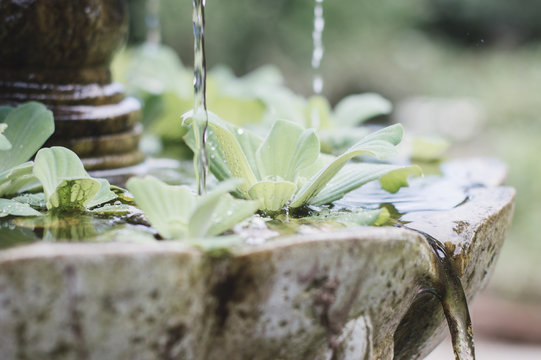 Small fountain with small plants in a garden. Relax concept