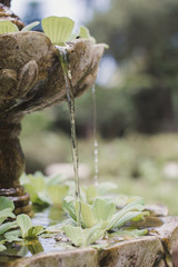 Decorative fountain with green plants. Gardening and landscaping concept - 255570028