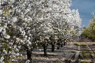Almond gardens, Almond orchard in bloom, Judea plains Israel