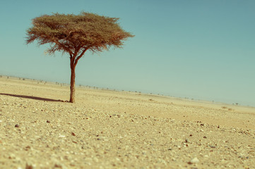Einsamer Baum in Marokkanischer Wüstenlandschaft