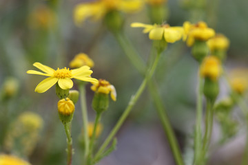 yellow flowers on background of green grass