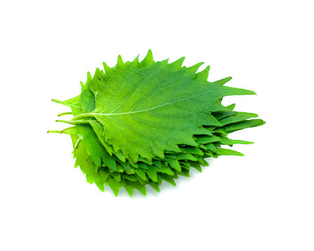 fresh green shiso leaf on white background