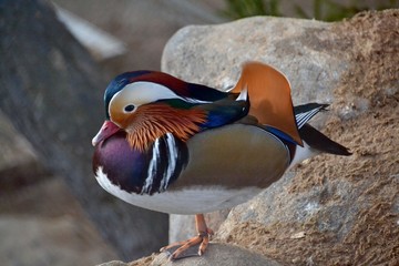 Mandarin Duck Photos Royalty Free Images Graphics