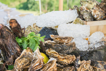 Oysters in the ice