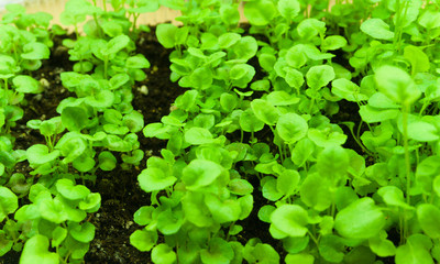 Closeup of green saplings lobelia. Spring season.