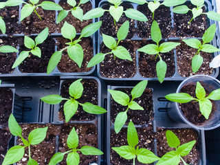 Saplings of pepper. Spring season.