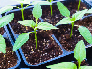 Saplings of pepper, closeup. Spring season.