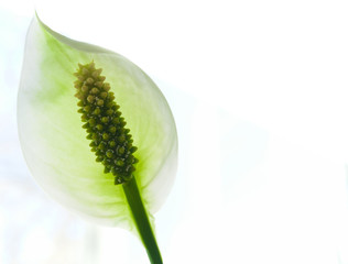 spathiphyllum closeup flower