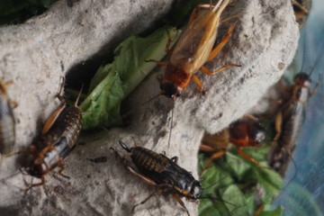 the black crickets