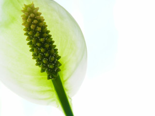 spathiphyllum closeup flower