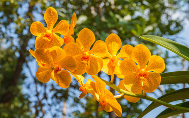 Orange orchid, Vanda denisoniana flower. © Freely