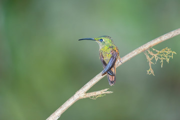 Fototapeta premium Female Booted Racket-tail Humming Bird (Ocreatus underwoodii), Tandayapa Area, Ecuador