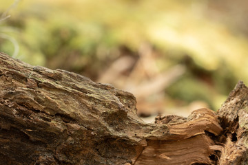 moss bark green element