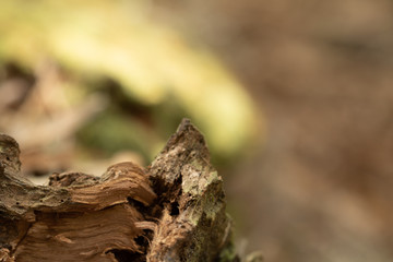 moss bark green element