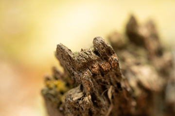 moss bark green element