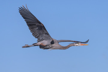 Great Blue Heron In Flight in a Clear Blue Sky
