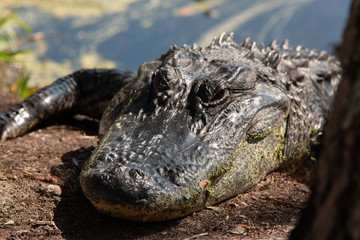 alligator up close