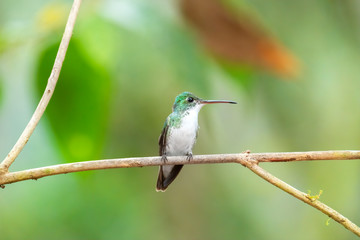 Andean Emerald Hummingbird (Amazilia franciae), Tandayapa Area, Ecuador