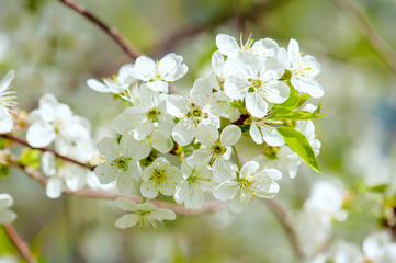 Cherry flowers frame