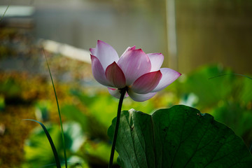 Pink Lotus flower beautiful lotus.