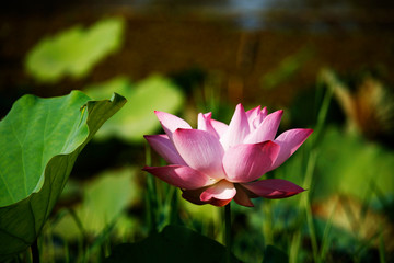 Pink Lotus flower beautiful lotus.