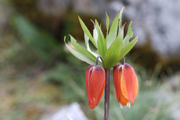 inverted  tulip flower