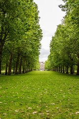 rows of trees in St James Park in London England