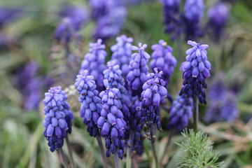 bunch of lavender flowers