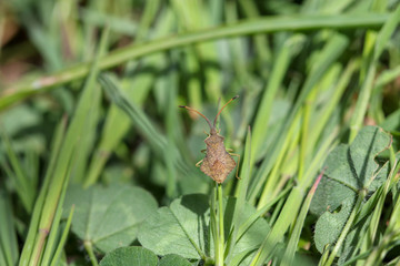 dragonfly on leaf
