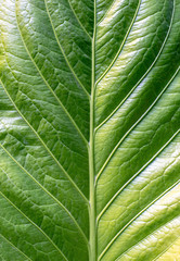 Stripes bright green foliage Used as a background