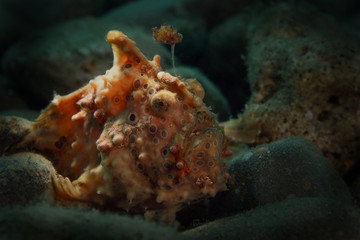 Frogfish from Ambon, Indonesia