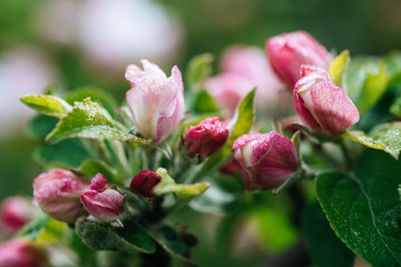 Apple tree flower