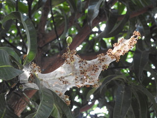 Ant nest around mango flowers
