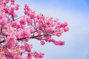 河津桜 静岡県賀茂郡南伊豆町　みなみの桜と菜の花まつり